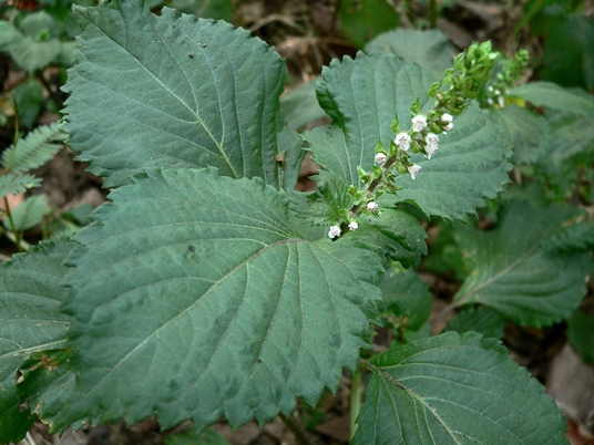{Perilla frutescens}